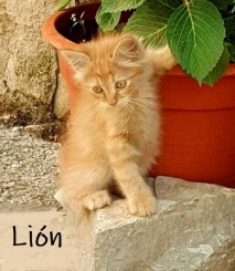 Lion-0